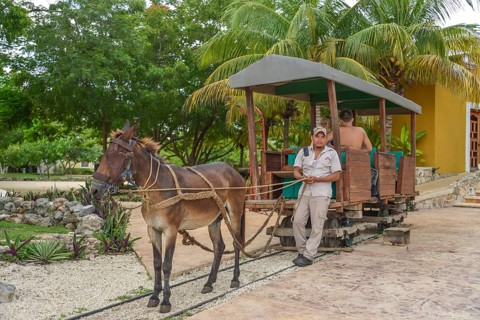 Mule
