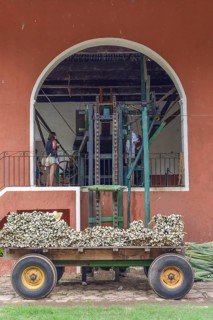 Delivery of Henequen Agaves