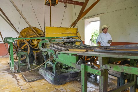 Machine for crushing sisal agaves