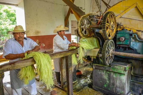 Machine for crushing sisal agaves