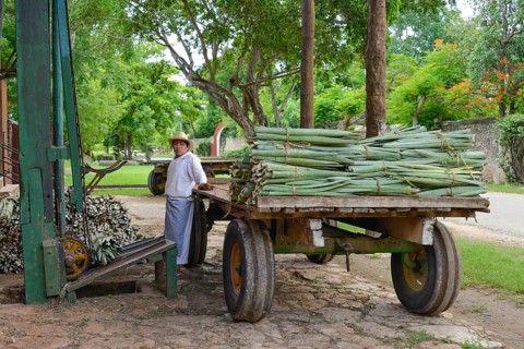 Delivery of Henequen Agaves