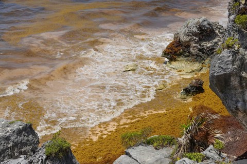 Brown algae