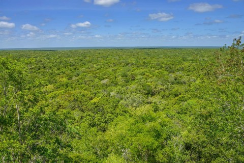 Tropical jungle