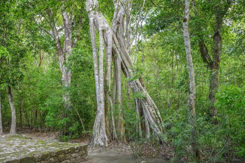 Ficus