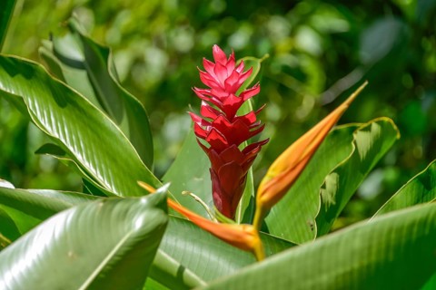 Red ginger