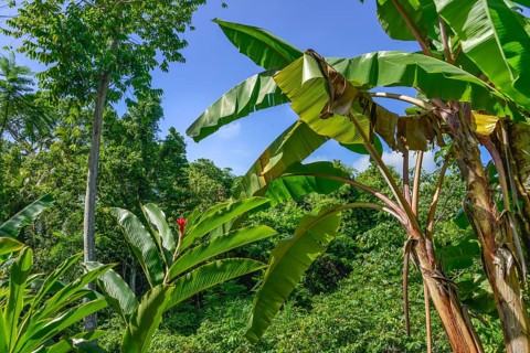 Tropical jungle