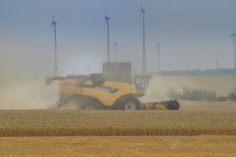 Grain harvest