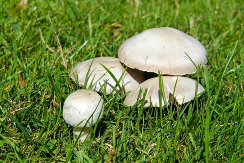 iblkae07575363.jpg