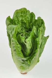 iblkae07575912.jpg