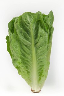 iblkae07575925.jpg