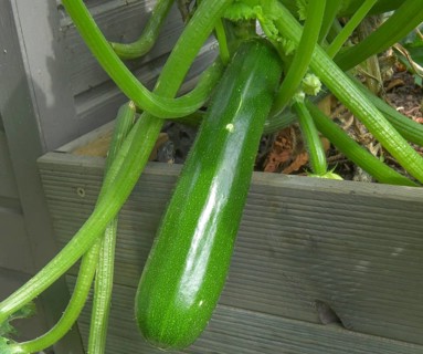 Courgettes in the raised bed