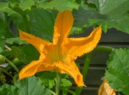 Courgette flower