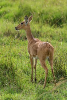 ibllin08200174.jpg