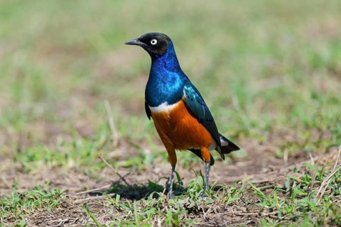 ibllin08200275.jpg
