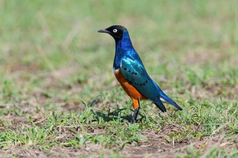 ibllin08200277.jpg
