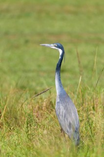 ibllin08200397.jpg