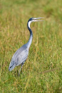 ibllin08200398.jpg