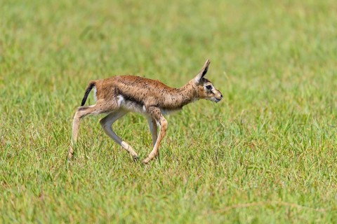 ibllin08200402.jpg