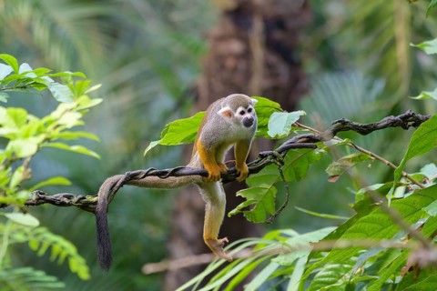 ibllin08200882.jpg