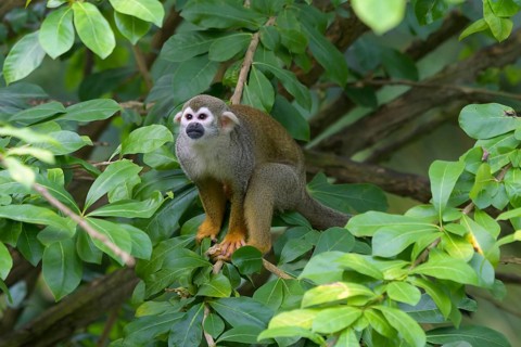 ibllin08200887.jpg