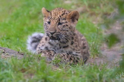 ibllin08200901.jpg
