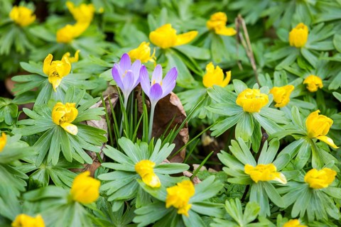Crocuses