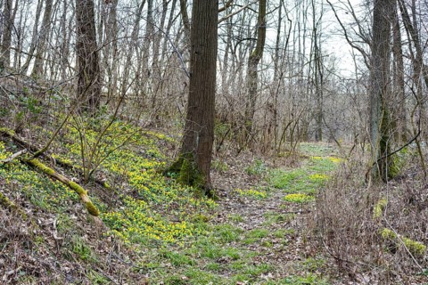 Forest path