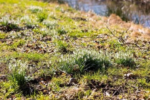 Snowdrop