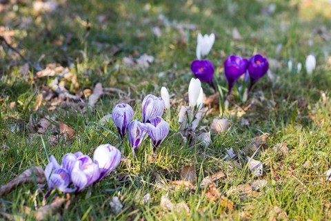 Crocuses