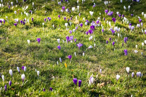 Crocuses