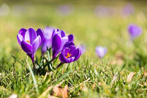 Crocuses