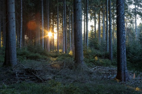 Sun shining in the forest