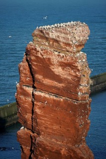 Northern gannet