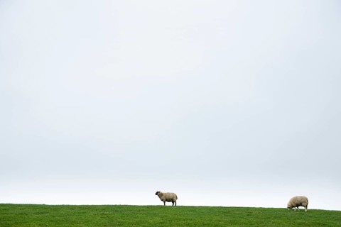 Two domestic sheep