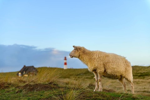 Domestic sheep