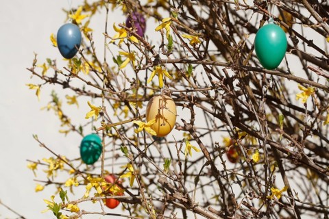 Colourful Easter eggs hanging from forsythia branches