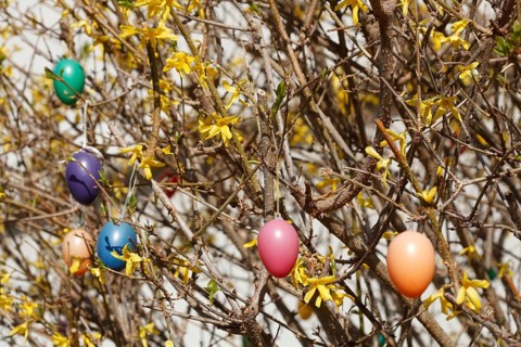 Colourful Easter eggs hanging from forsythia branches