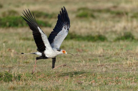 Secretary bird