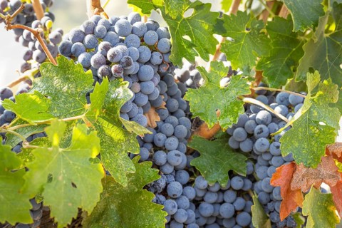Beautiful lush wine grape bushels in the vineyard