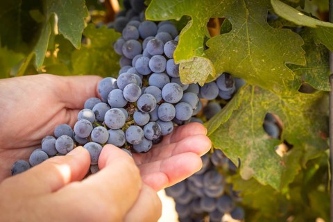 Woman hands hold ripe grapes in vineyard