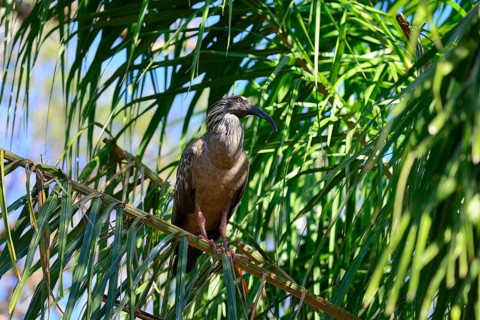 Plumbeous ibis