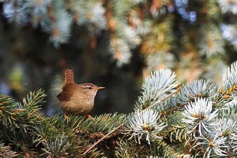 Eurasian wren