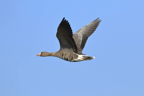 Greater white-fronted goose
