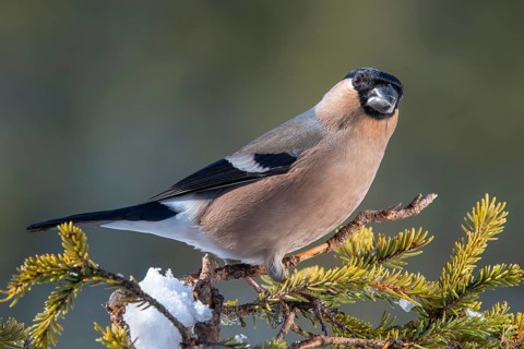 Bullfinch or eurasian bullfinch