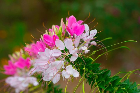 Spiny spiderflower