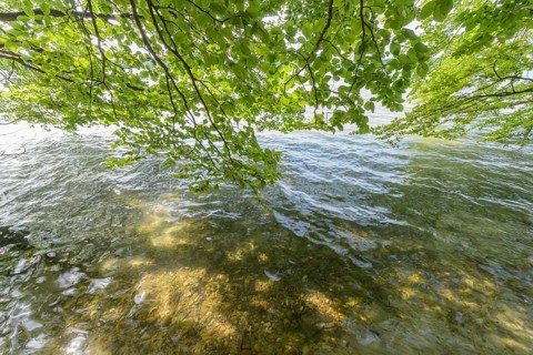 Lakeside in summer