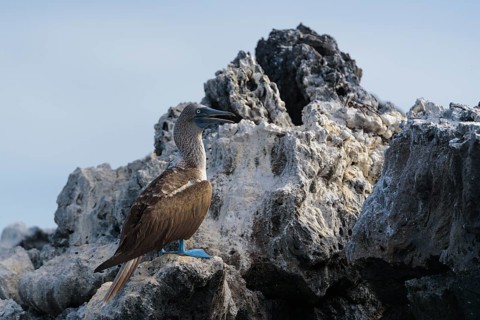 Blue-footed booby