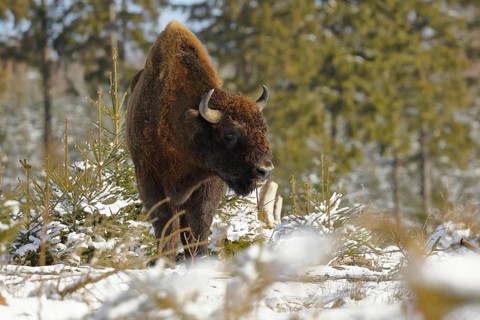 Bison