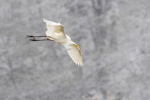 Great egret