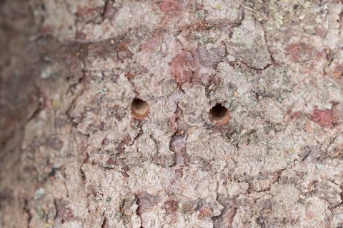 Giant woodwasp